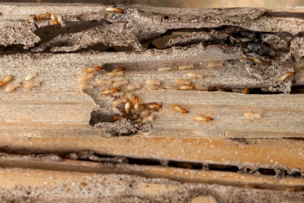 Trusted Lancaster, TX Pest Control Experts